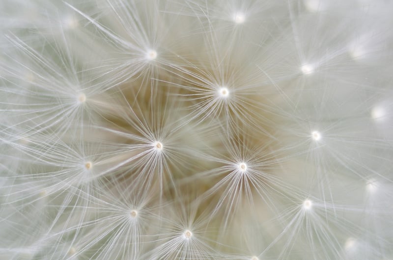 Enchanted Dandelion