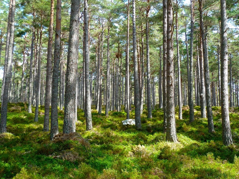 Enchanted Forest